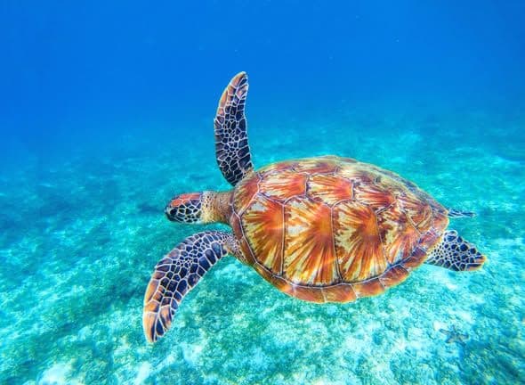 Hikkaduwa’s Gentle Giants: Shoreline Sea Turtle Encounters