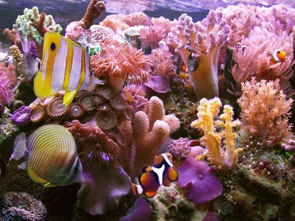 Beneath the Surface: The Vibrant Coral Gardens of Hikkaduwa